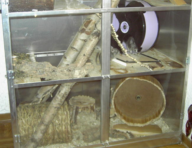 Degus