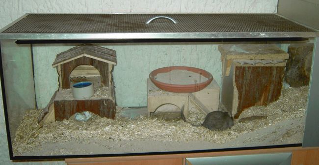 Degus