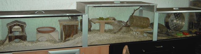 Degus