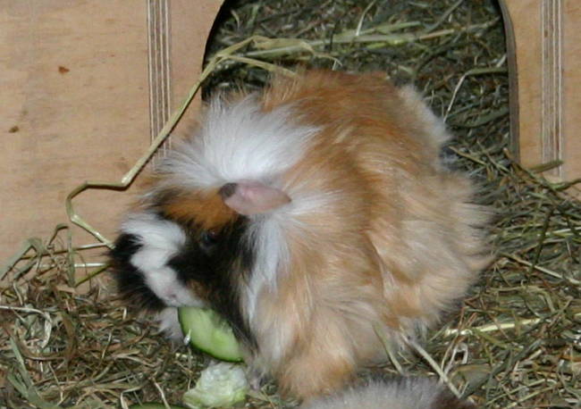 Donna
