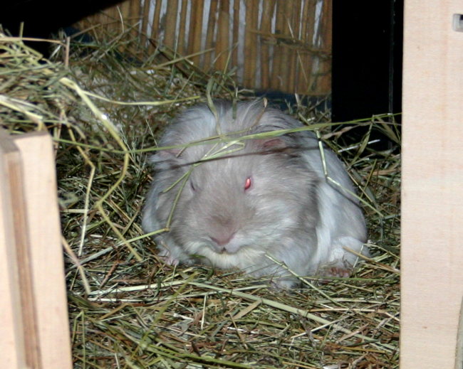 Meerschweinchen Erdmann