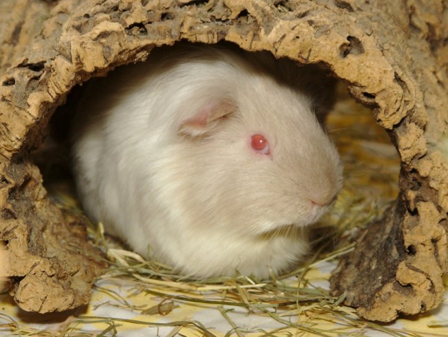 Meerschweinchen Erdmann