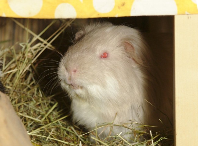 Meerschweinchen Erdmann