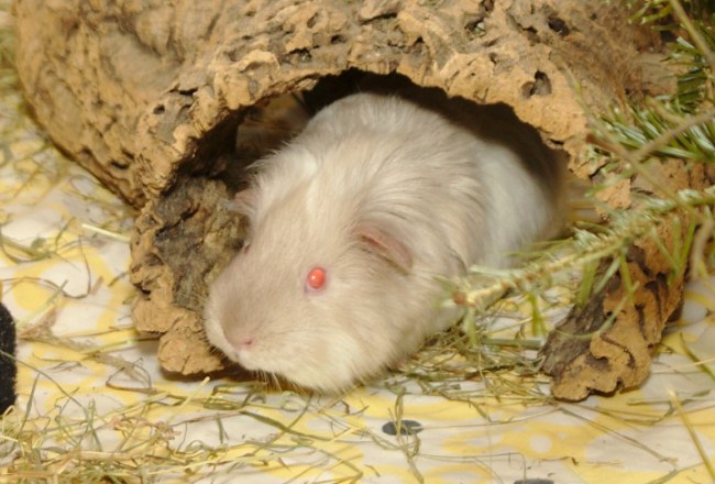 Meerschweinchen Erdmann