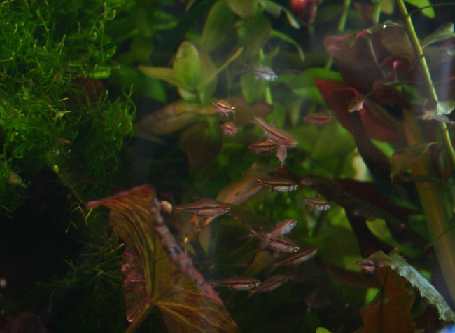 Boraras Brigittae, Boraras urophthalmoides