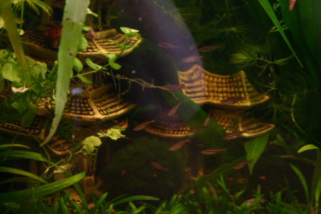 Boraras Brigittae, Boraras urophthalmoides