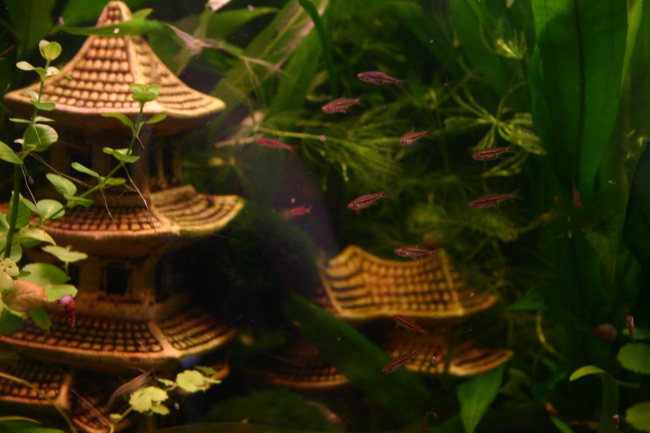 Boraras Brigittae, Boraras urophthalmoides