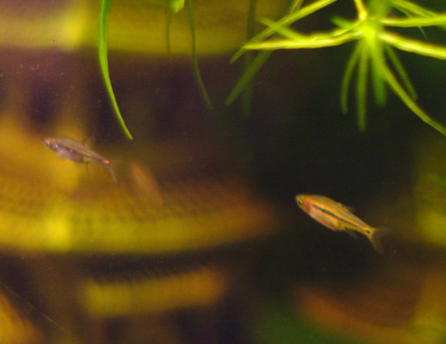 Boraras Brigittae, Boraras urophthalmoides