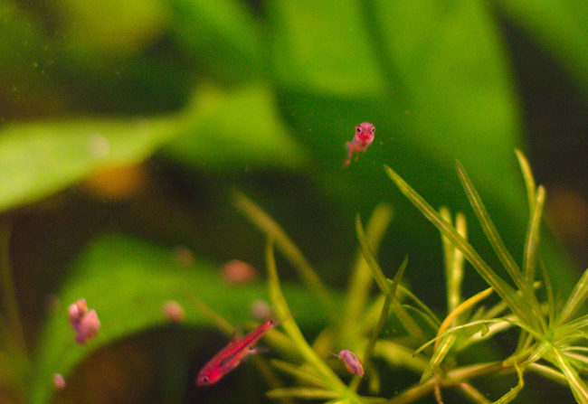 Boraras Brigittae, Boraras urophthalmoides