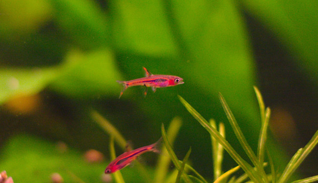 Boraras Brigittae, Boraras urophthalmoides