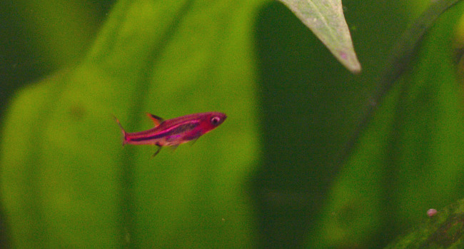 Boraras Brigittae, Boraras urophthalmoides