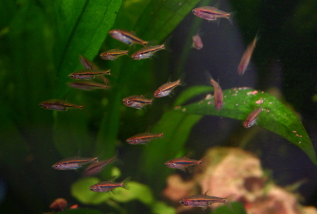 Boraras Brigittae, Boraras urophthalmoides