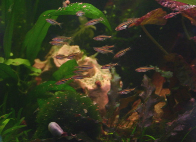 Boraras Brigittae, Boraras urophthalmoides