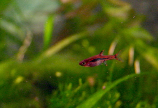 Boraras Brigittae, Boraras urophthalmoides