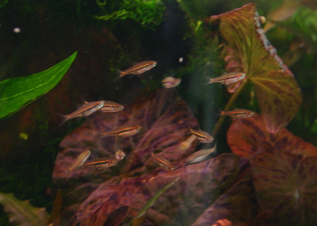 Boraras Brigittae, Boraras urophthalmoides