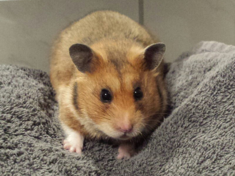Amy Goldhamster