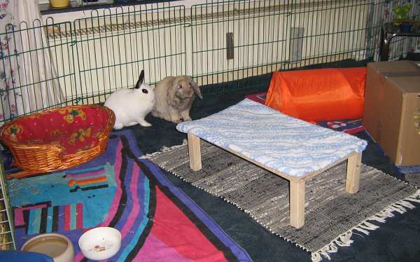 Beide zusammen im Gehege