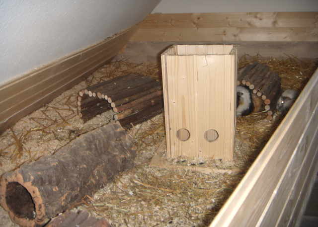 Kaninchen Meerschweinchen Zimmer