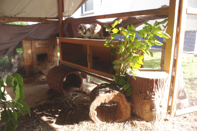 Kaninchen Außengehege