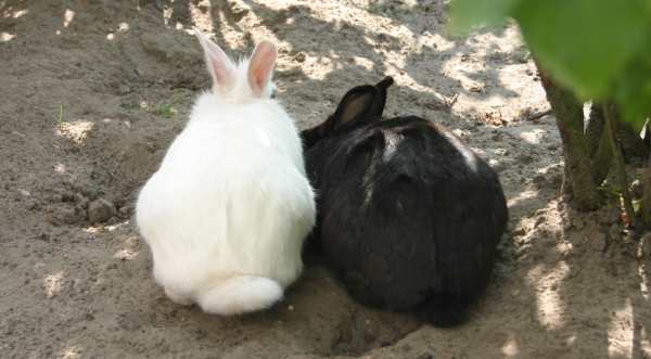 Felix und Schneewittchen