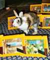 spielendes Kaninchen