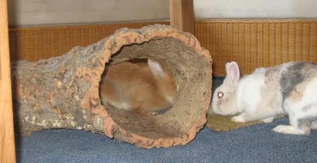 Kork mit Kaninchen