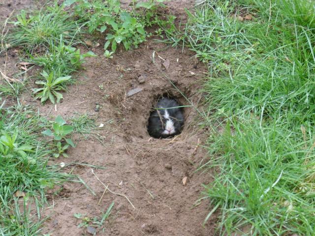 Kaninchen buddelt auf Wiese