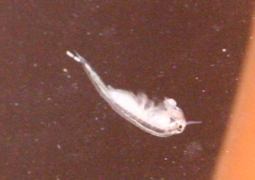 Artemia M&auml;nnchen