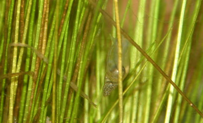 Spitzschlammschnecken