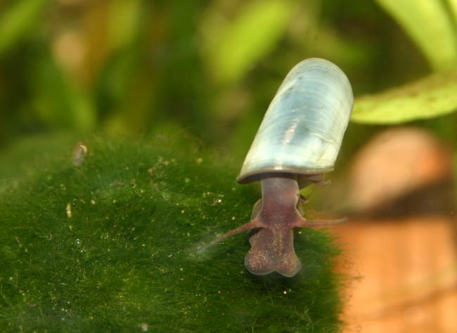 Blaue Posthornschnecke