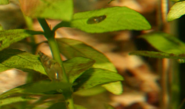 Spitzschlammschnecken