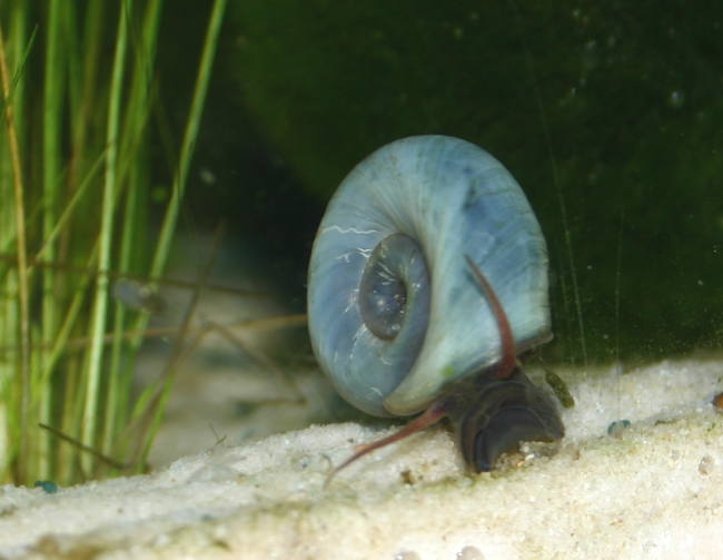 Blaue Posthornschnecke