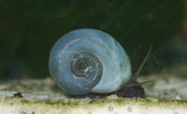 Blaue Posthornschnecke