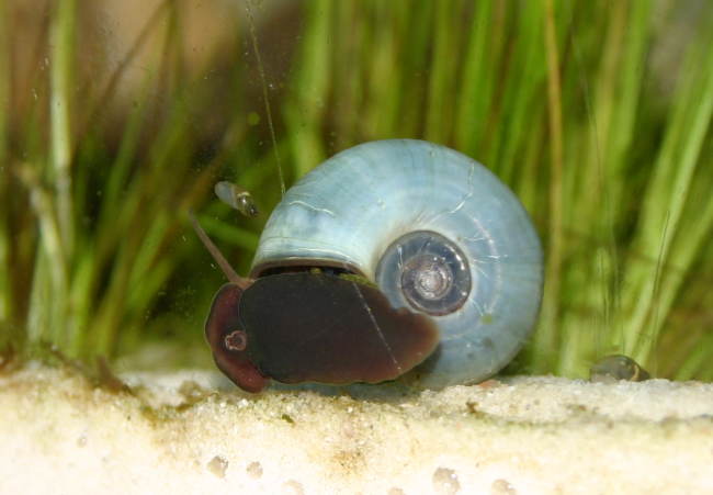 Blaue Posthornschnecke