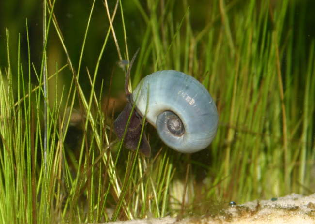Blaue Posthornschnecke