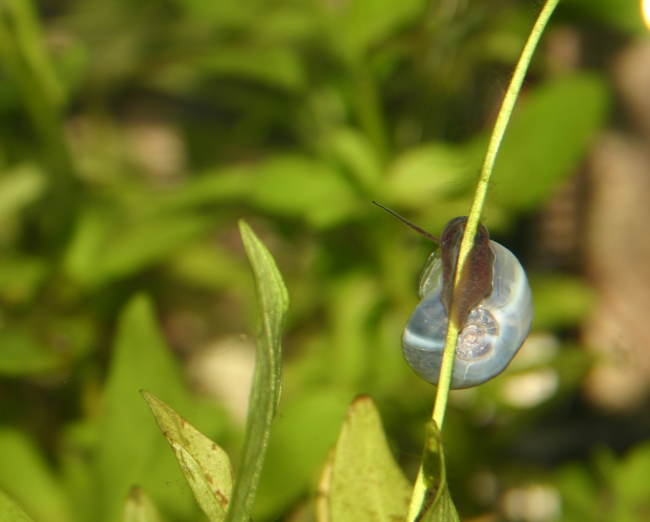 Blaue Posthornschnecke