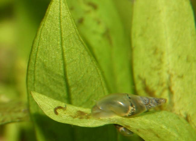 Spitzschlammschnecken