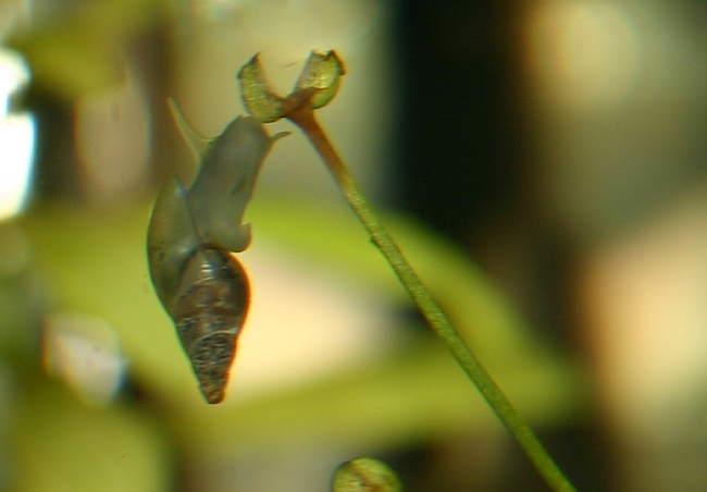 Spitzschlammschnecken