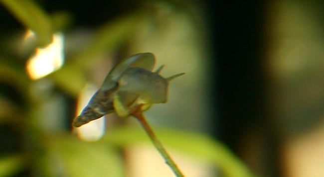 Spitzschlammschnecken