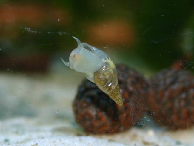 Spitzschlammschnecken