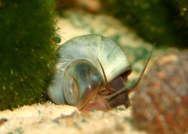 Blaue Posthornschnecke