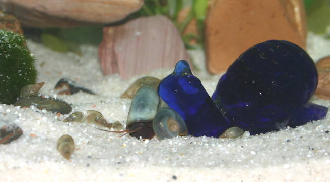 Blaue Posthornschnecke