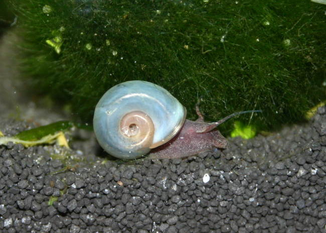Blaue Posthornschnecke