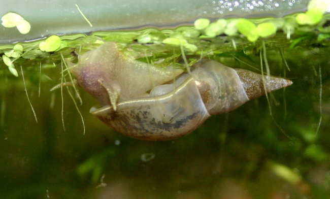 Spitzschlammschnecken