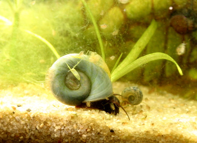 Blaue Posthornschnecke