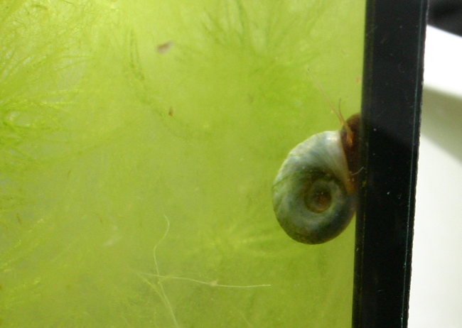 Blaue Posthornschnecke