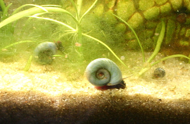 Blaue Posthornschnecke