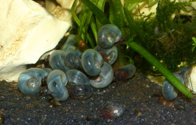 Blaue Posthornschnecke