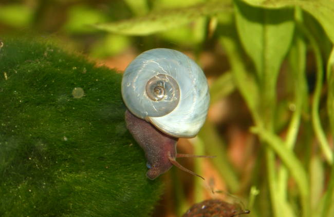 Blaue Posthornschnecke