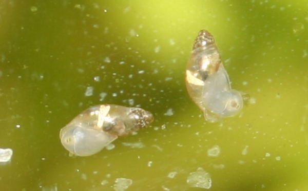 Spitzschlammschnecken